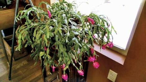 Family Heirlooms: Christmas Cactuses, Fig Trees, Hostas, and Gooseberries